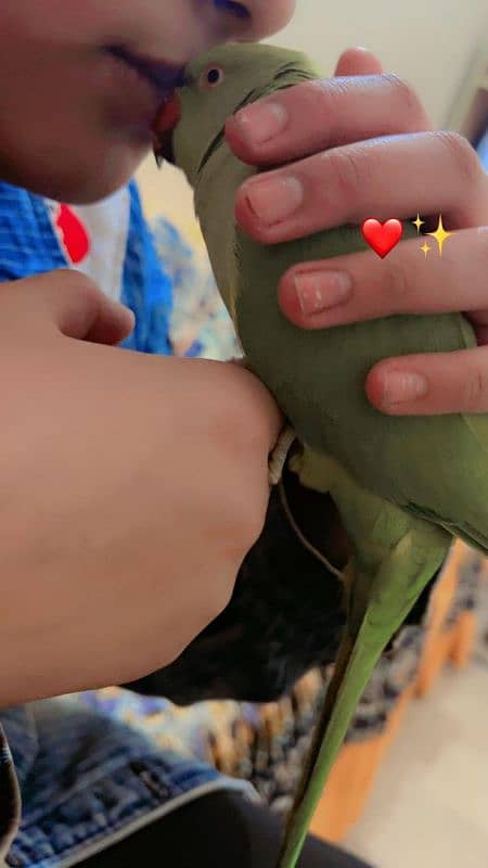 fully hand tame speaking parrot 1