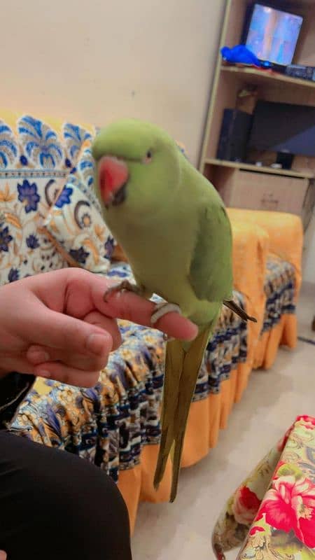 fully hand tame speaking parrot 2