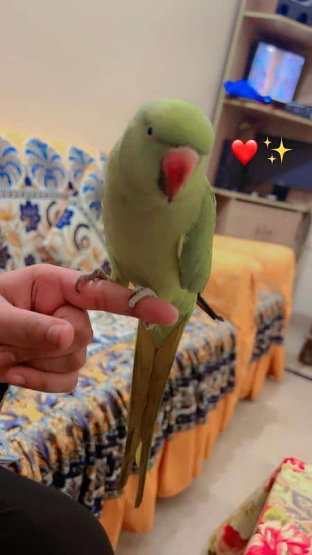 fully hand tame speaking parrot 3