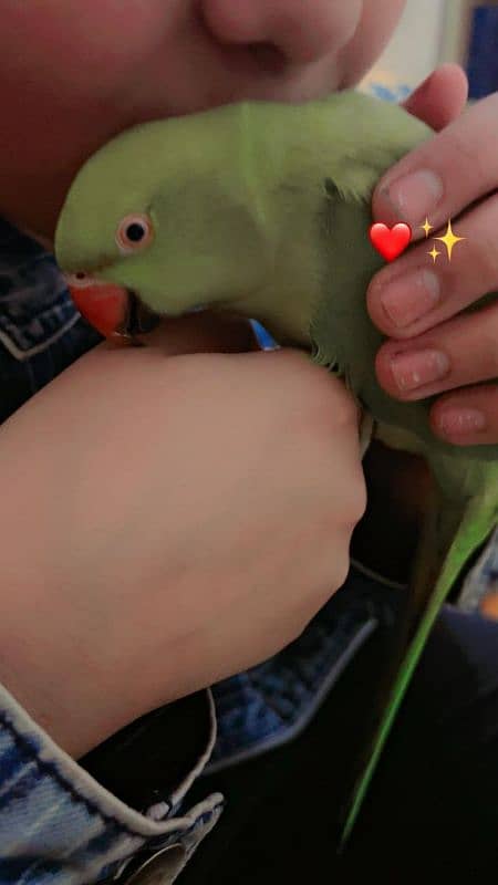 fully hand tame speaking parrot 7