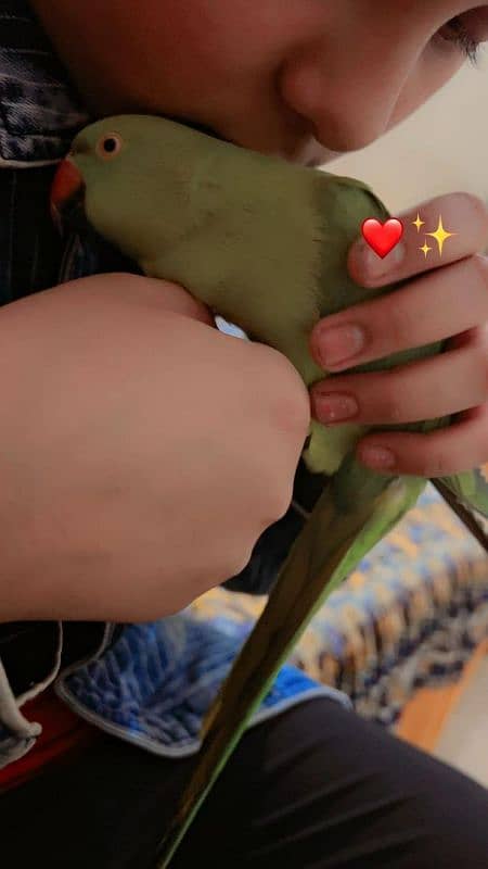 fully hand tame speaking parrot 8