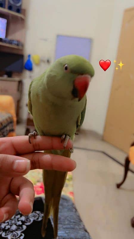 fully hand tame speaking parrot 10