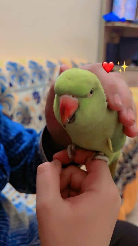 fully hand tame speaking parrot 11