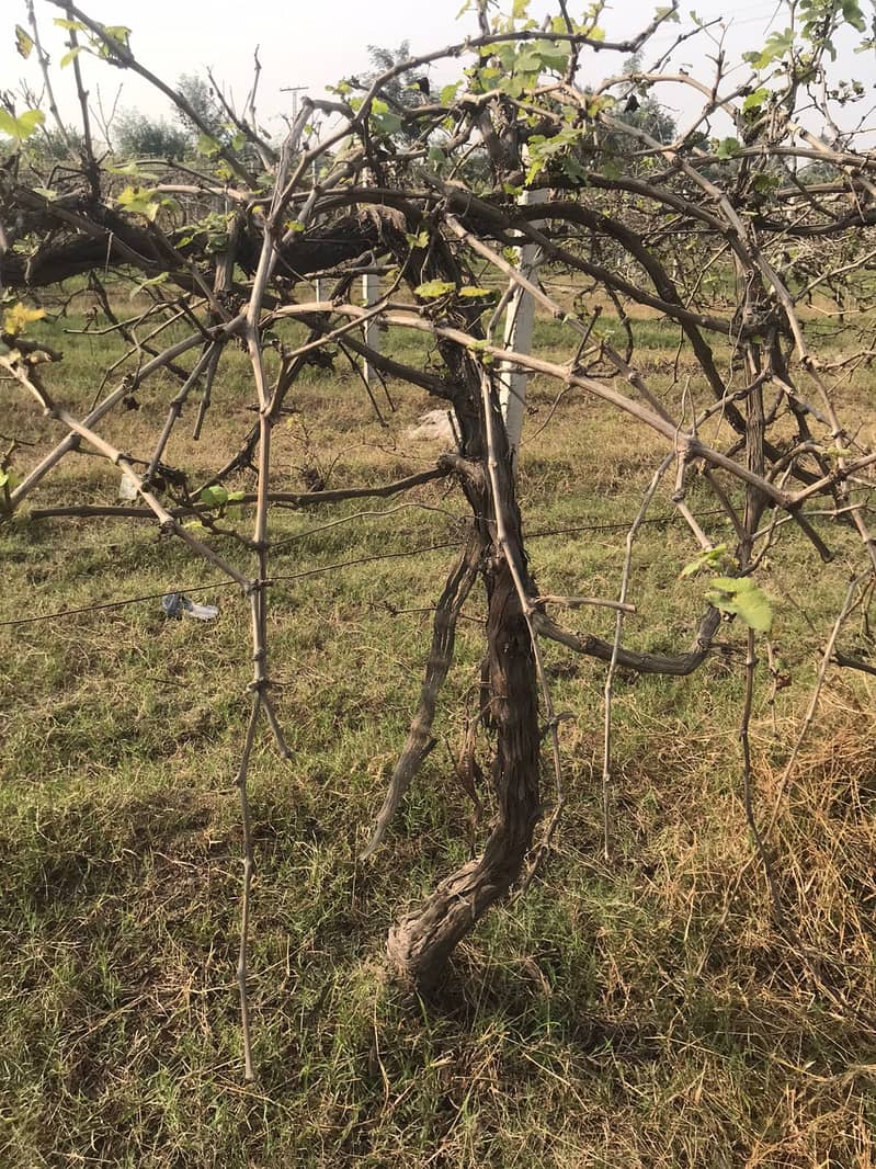 Grape Plants 1