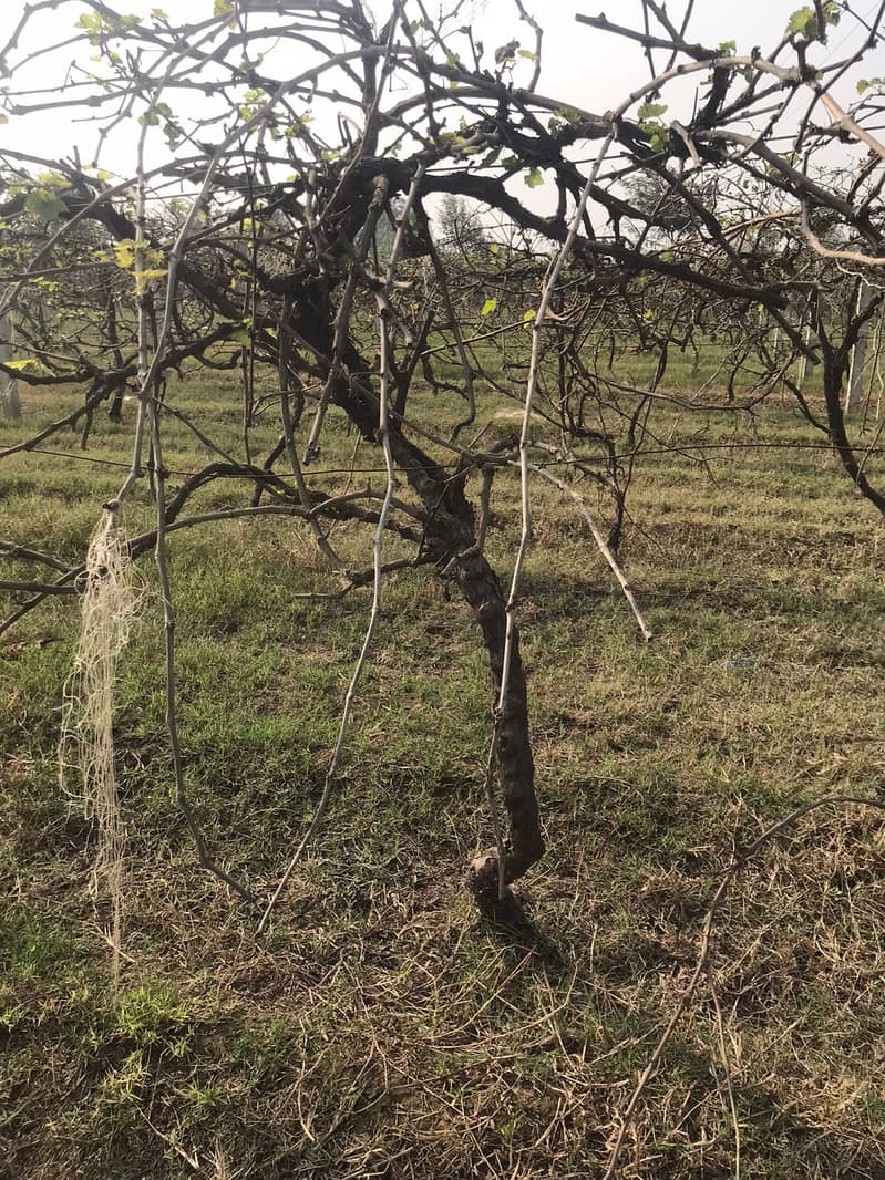 Grape Plants 2