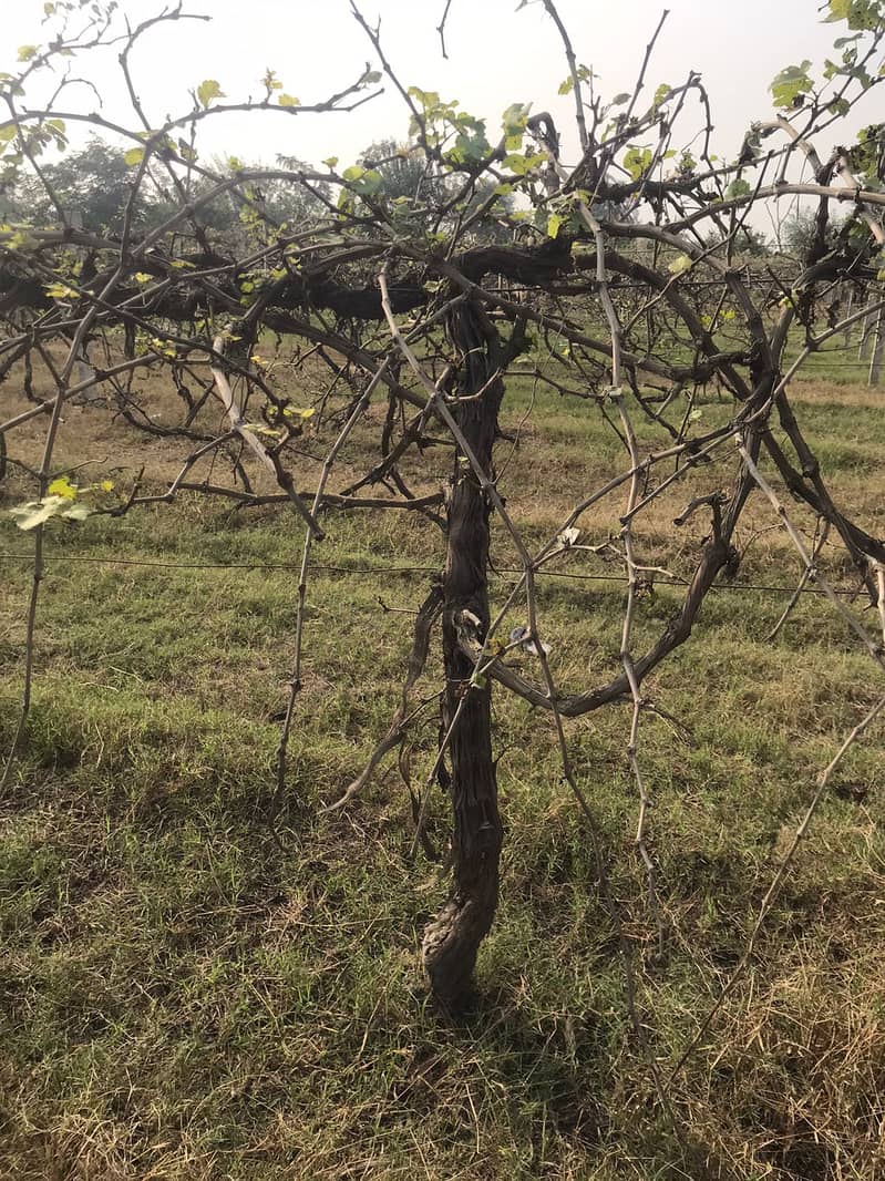 Grape Plants 3