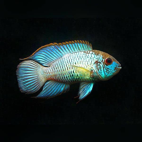 blue acara 0