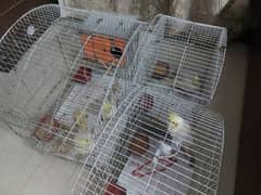 Cockatiel birds