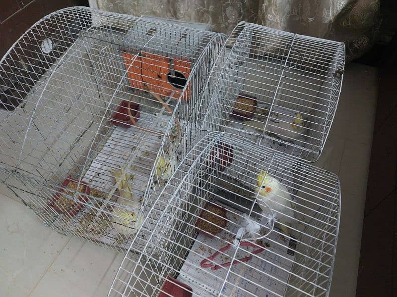 Cockatiel birds 0