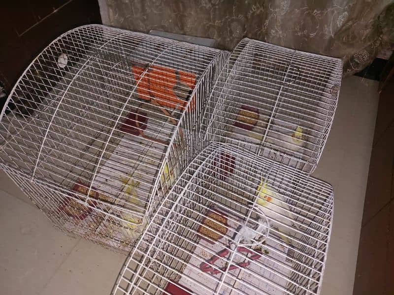 Cockatiel birds 3