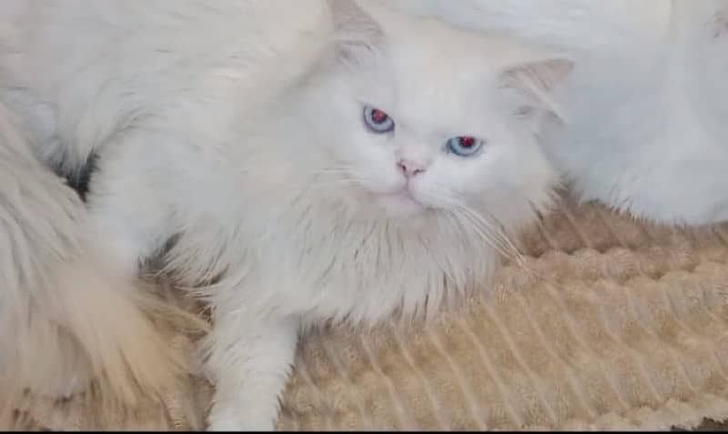 Male persian blue eyes 0