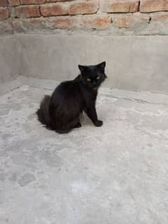 "Beautiful Triple-Coat Persian Black Cat for Sale – 6 Months Old"