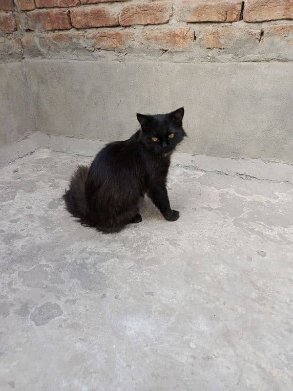 "Beautiful Triple-Coat Persian Black Cat for Sale – 6 Months Old" 0