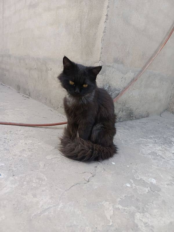 "Beautiful Triple-Coat Persian Black Cat for Sale – 6 Months Old" 2