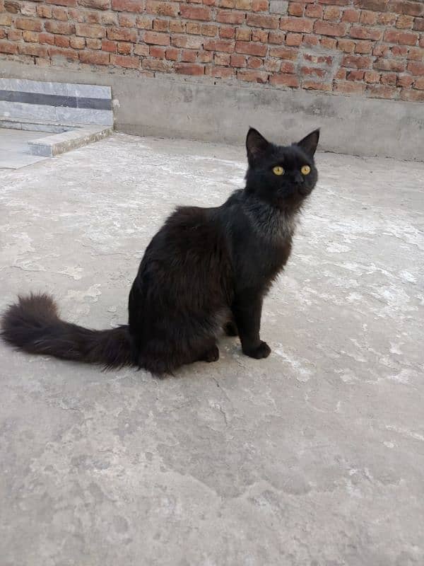 "Beautiful Triple-Coat Persian Black Cat for Sale – 6 Months Old" 3