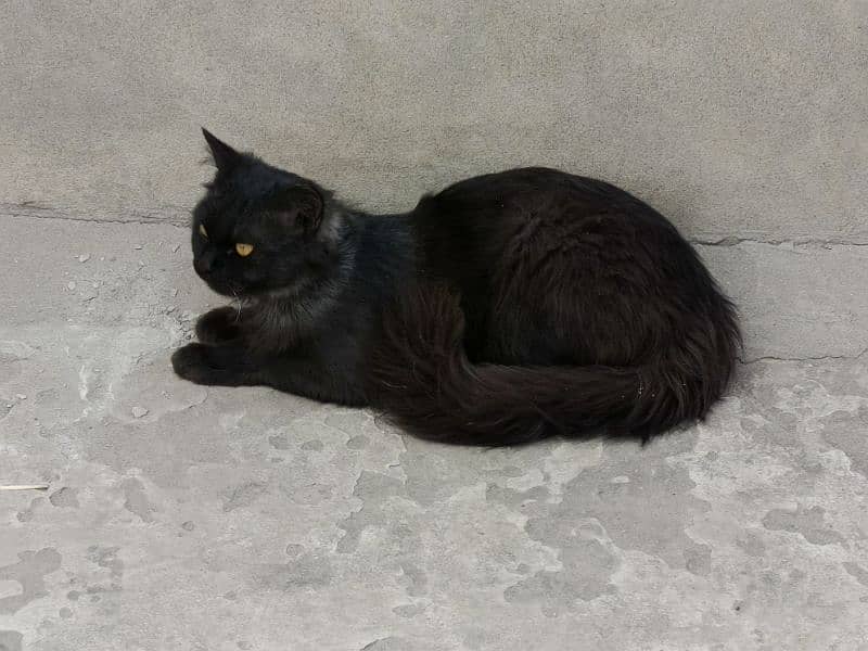 "Beautiful Triple-Coat Persian Black Cat for Sale – 6 Months Old" 4