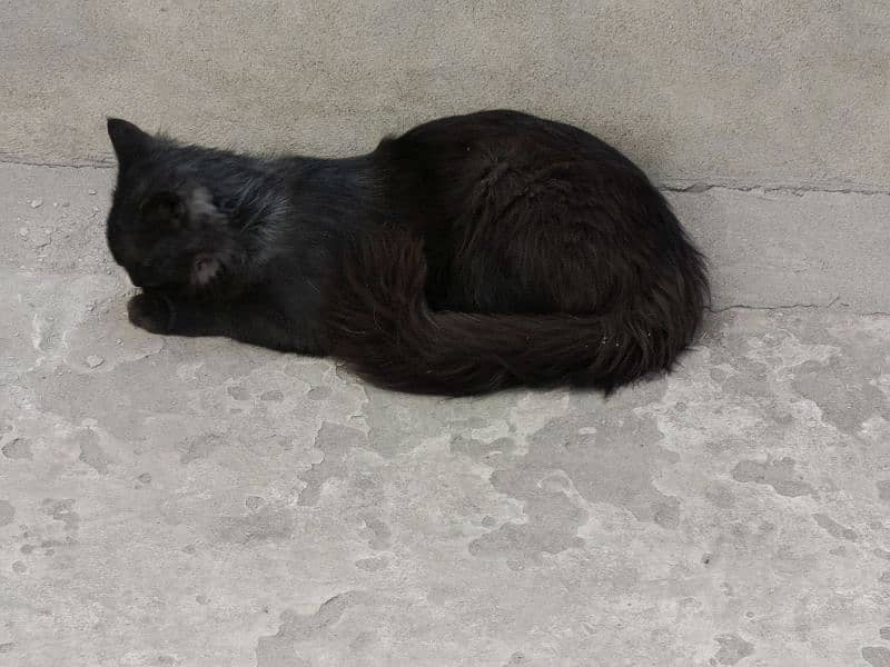 "Beautiful Triple-Coat Persian Black Cat for Sale – 6 Months Old" 5