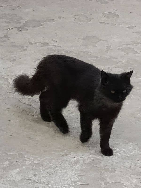 "Beautiful Triple-Coat Persian Black Cat for Sale – 6 Months Old" 6