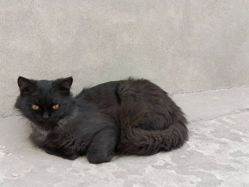 "Beautiful Triple-Coat Persian Black Cat for Sale – 6 Months Old" 7