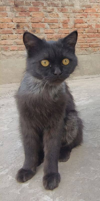 "Beautiful Triple-Coat Persian Black Cat for Sale – 6 Months Old" 8