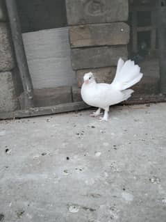 Fancy pigeons