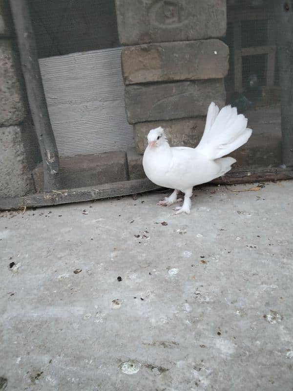 Fancy pigeons 0