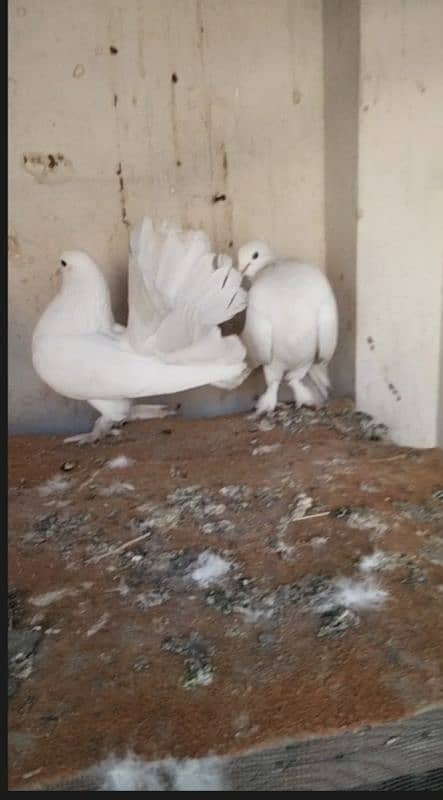 Fancy pigeons 1