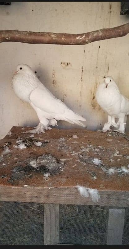 Fancy pigeons 3