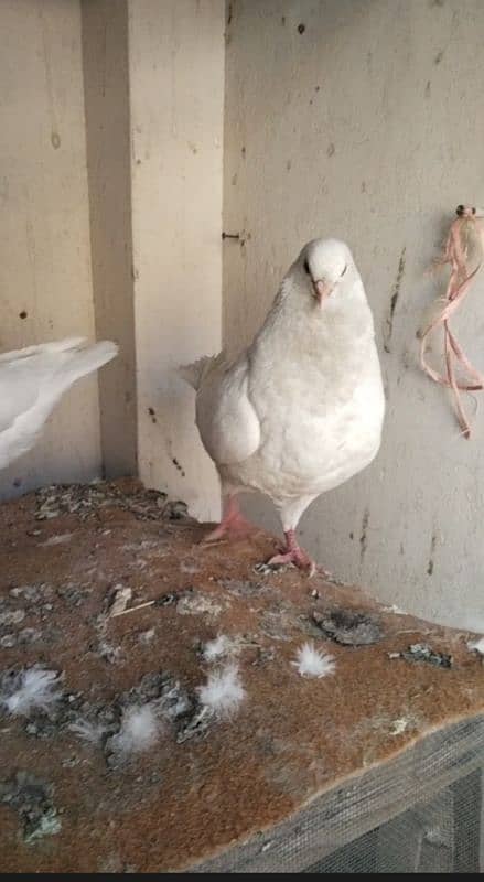 Fancy pigeons 5