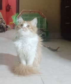 Persian female kitten