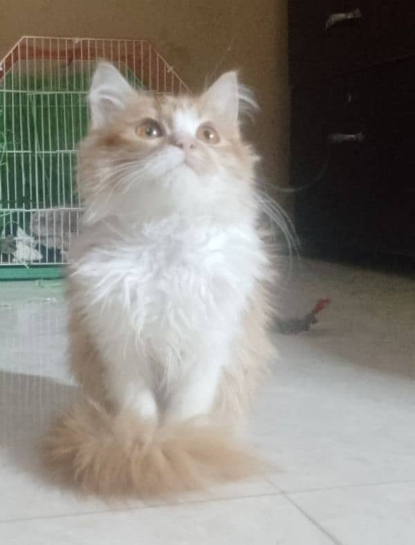 Persian female kitten 1