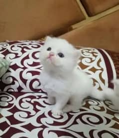 Persian kitten for urgent sale my WhatsApp number 03706577151