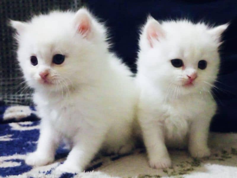 Persian fluffy kitten 1