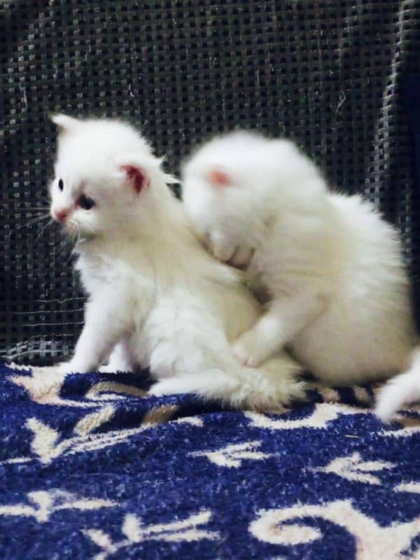 Persian fluffy kitten 4