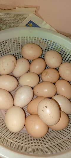 Ayam Cemani and Aseel Eggs for sale