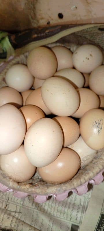 Ayam Cemani and Aseel Eggs for sale 1