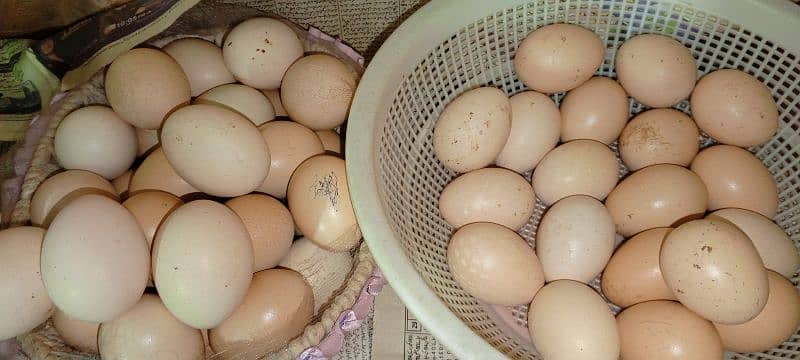 Ayam Cemani and Aseel Eggs for sale 2