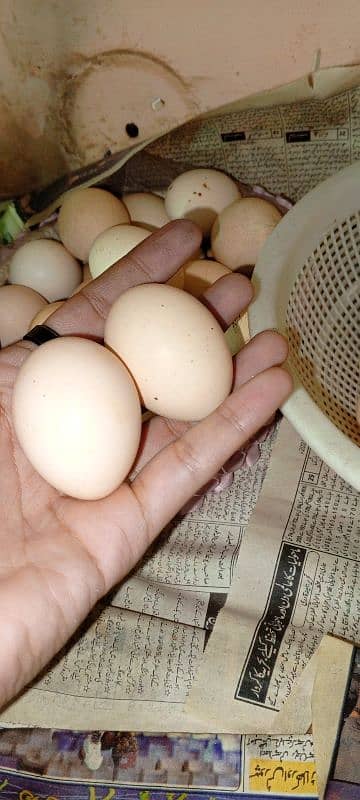 Ayam Cemani and Aseel Eggs for sale 3