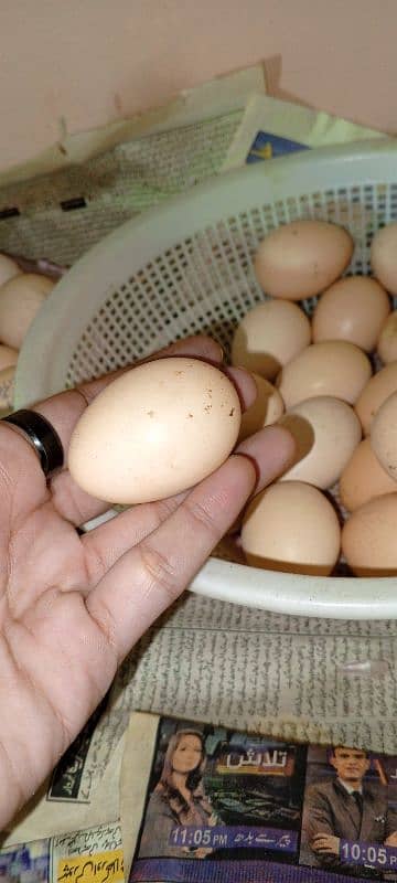 Ayam Cemani and Aseel Eggs for sale 4