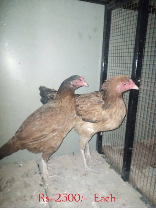 Aseel hens & Silver java bird 1