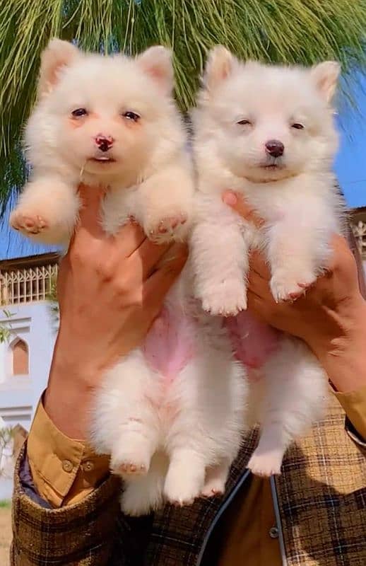 Pure Russian pink nose ful zero size imported bloodline piar for sale 1