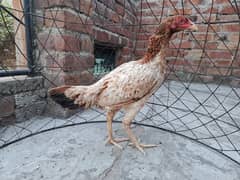 aseel female and cages for sell