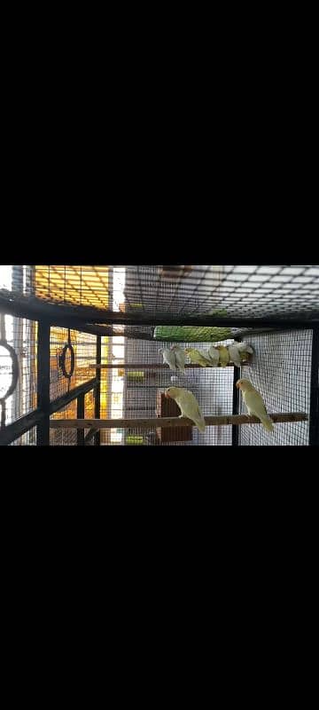 17 commercial Love Birds first clutch breed for sale 0