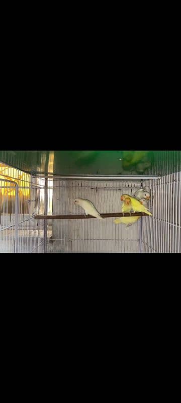 17 commercial Love Birds first clutch breed for sale 1