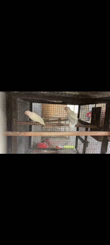 17 commercial Love Birds first clutch breed for sale 2