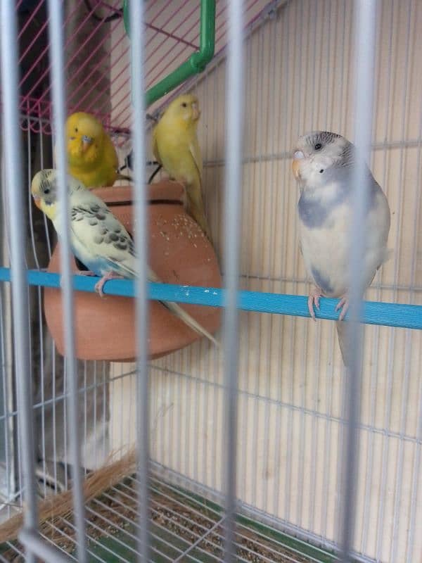 Australian budgie Healthy n active 0