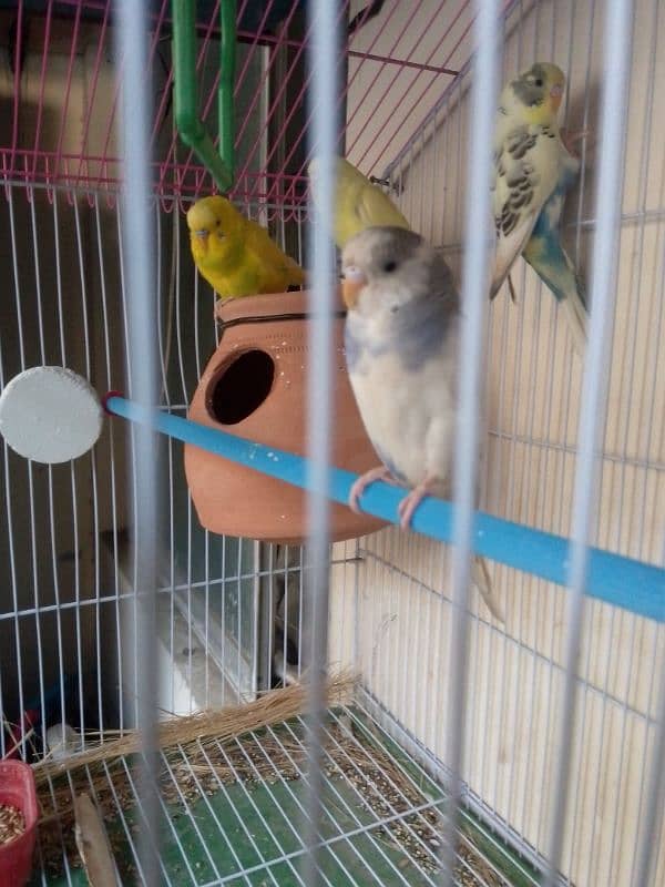 Australian budgie Healthy n active 1