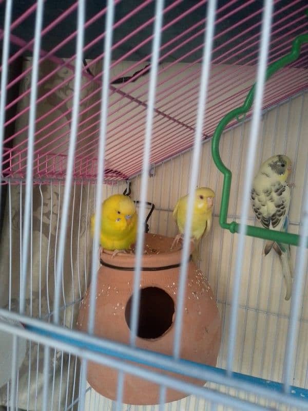 Australian budgie Healthy n active 3