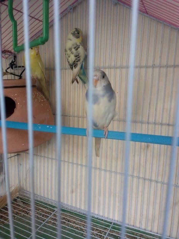 Australian budgie Healthy n active 4