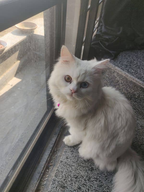 persian cat triple coat 2